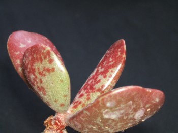 Adromischus alstonii - CR1043