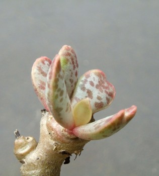 Adromischus schudtianus sp Eendhoorn