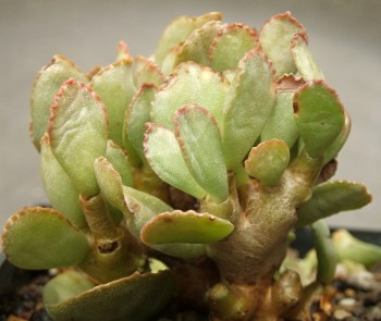 Adromischus schuldtianus sp Pofadder