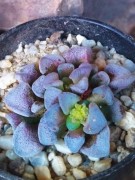 Crassulla masembrianthemoides