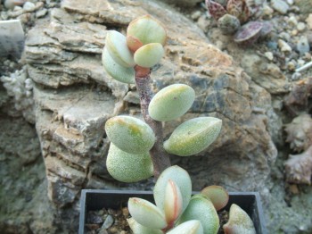 Adromischus montium-klinghardtii