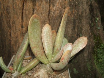 Adromischus umbraticola ssp umbraticola DT 5819 3Km of Pretoria