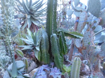 stará euphorbia ingens