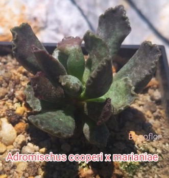 adromischus marianiae x cristatus