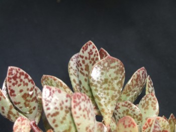 adromischus alstonii - B -pulcher