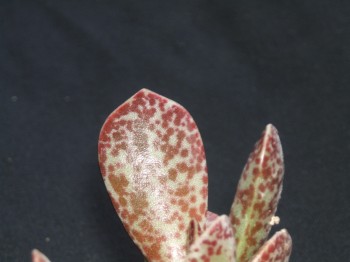 adromischus alstonii - Brack