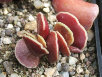 adromischus cooperi ,,sport,,