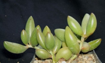 adromischus filicaulis v marlothii UL 117 Calitzdorph