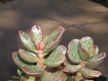 adromischus hemisphaericus   ( 1 km s of Eendekuil )