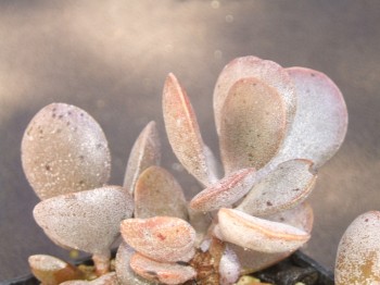 adromischus hemisphaericus DT 3685