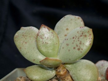 adromischus liebenbergii - Skitterikloof