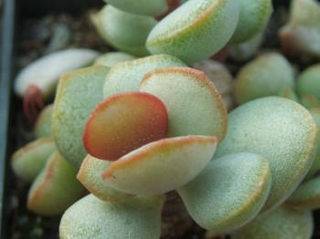 adromischus montium -klinghardtii