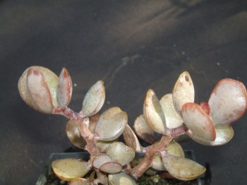 adromischus roanianus DMC 0758