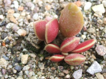 adromischus schuldtianus  sp - Top of Zoutpansberg