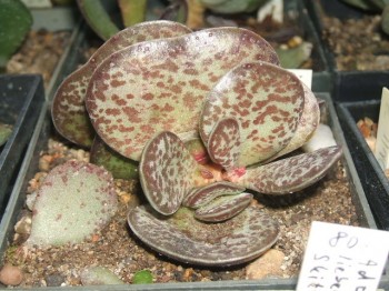 adromischus trigynus SL 142