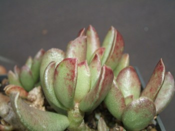 adromischus umbraticola ssp ramosus
