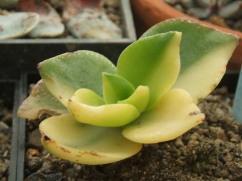 crassula lactea variegata