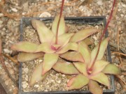 crassula rosularis