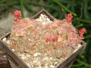 crassula setosa - nova Leolo ( Abel  Erasmus pass)MTS