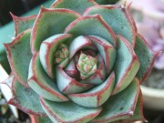 echeveria dernbergii X Fabiola