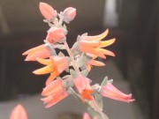 echeveria sp tehuacan .kvet 2