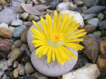 lithops pseudotruncatella