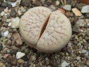 lithops wallis mariae C284 matka