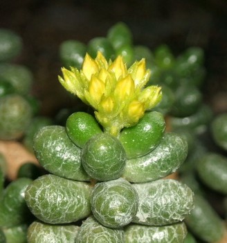 sedum hernandenzii kvet