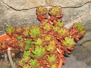 sedum rubrotinctum