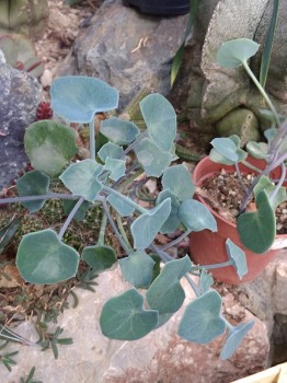 senecio sp