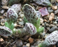 adromischus marianiae Brian Makin 