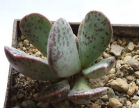 adromischus subviridis