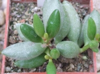 adromischus filicaulis marlothii