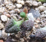 adromischus marianiae herrei