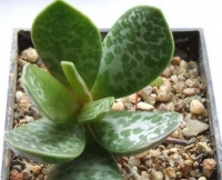 adromischus maculatus