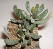 adromischus filicaulis Jar 97