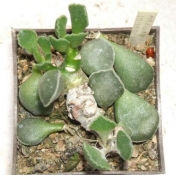 adromischus marianiae imaculatus