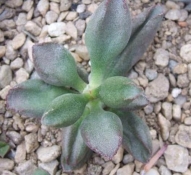 adromischus marianiae kubusense