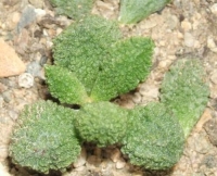 adromischus marianiae herrei