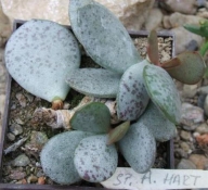 adromischus alstonii sp /A HART/