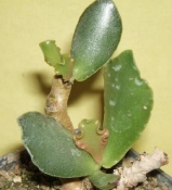adromischus sphenophyllus undulatus  / Steytlerville /  