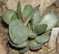 adromischus subviridis