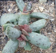 adromischus cooperi sp