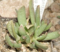  adromischus umbraticola ramosus