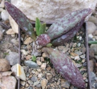 adromischus marianiae sp