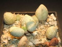 adromischus-marianiae-alveolatus