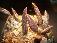 adromischus marianiae-antidorcatum