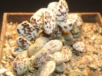 adromischus marianiae-brian-makin-2075