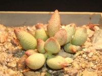 adromischus marianiae-guaddoskop-groot-klip