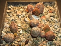 adromischus marianiae-herrei-cerveny-kourkammaberg